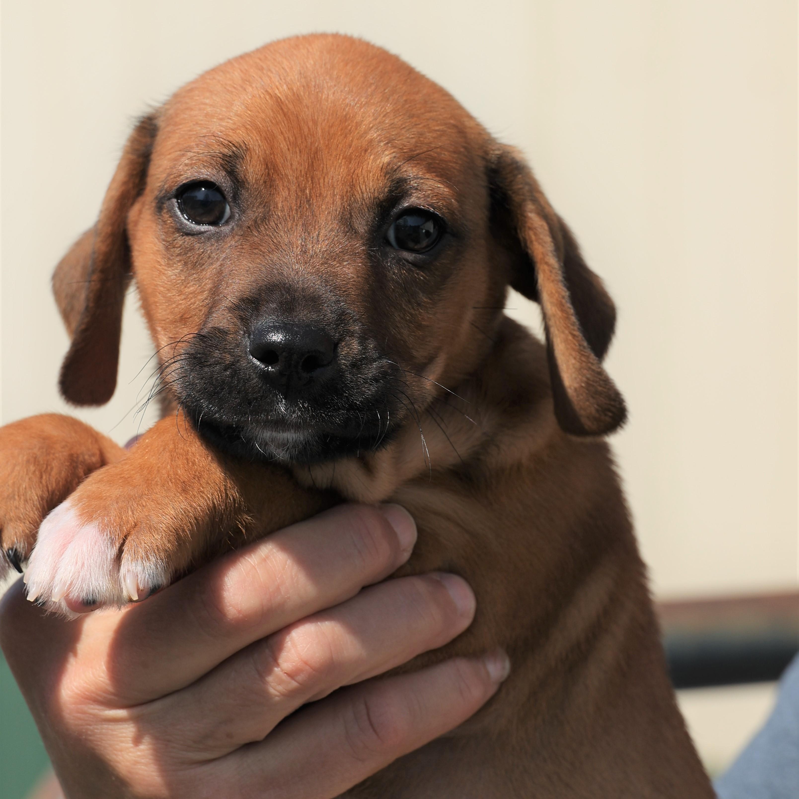 Enlarge Phoenix - Available! www.LHAR.dog to apply!, an adoptable mixed breed in Frederick, MD image 2/6