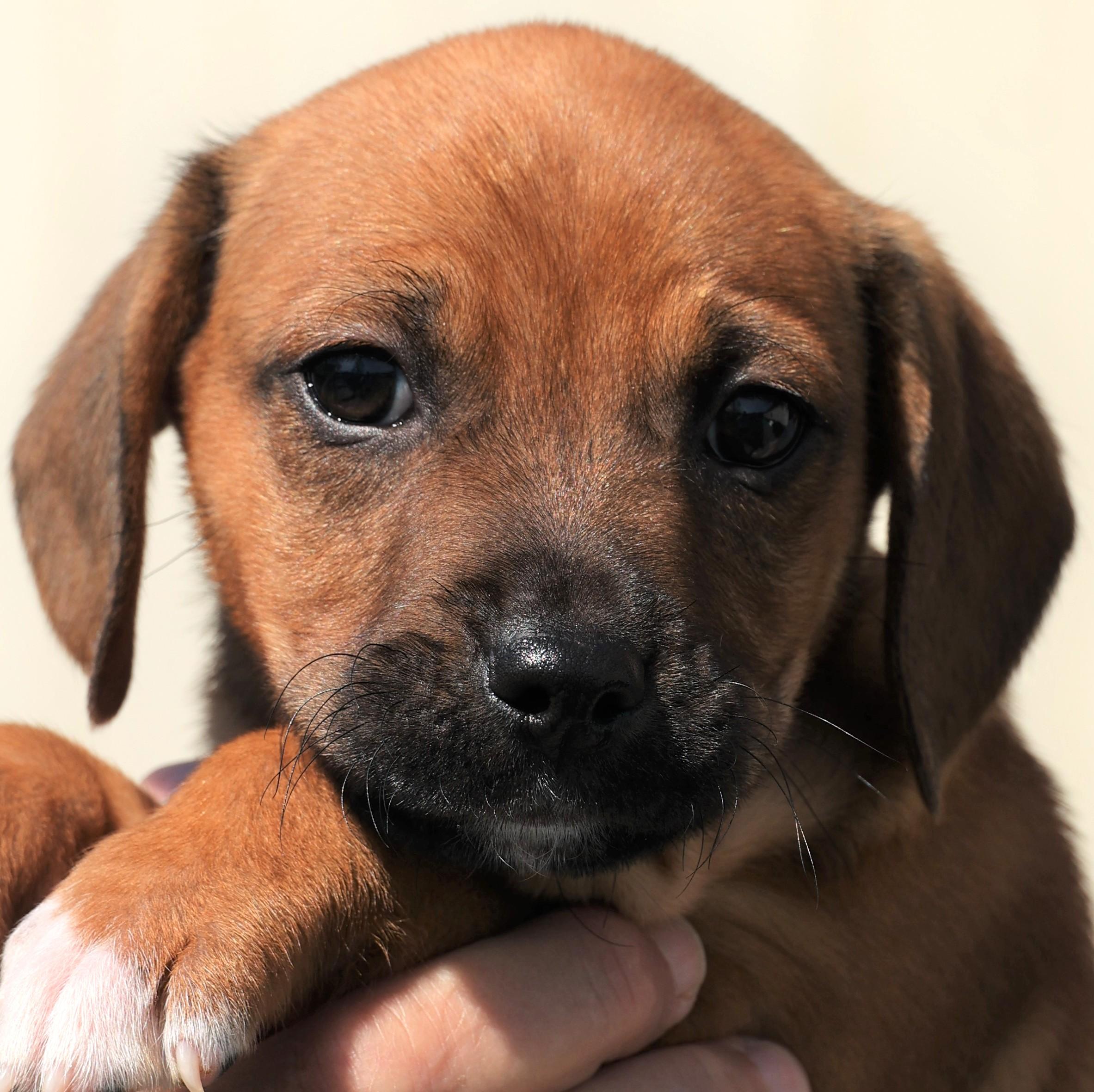 Enlarge Phoenix - Available! www.LHAR.dog to apply!, an adoptable mixed breed in Frederick, MD image 1/6