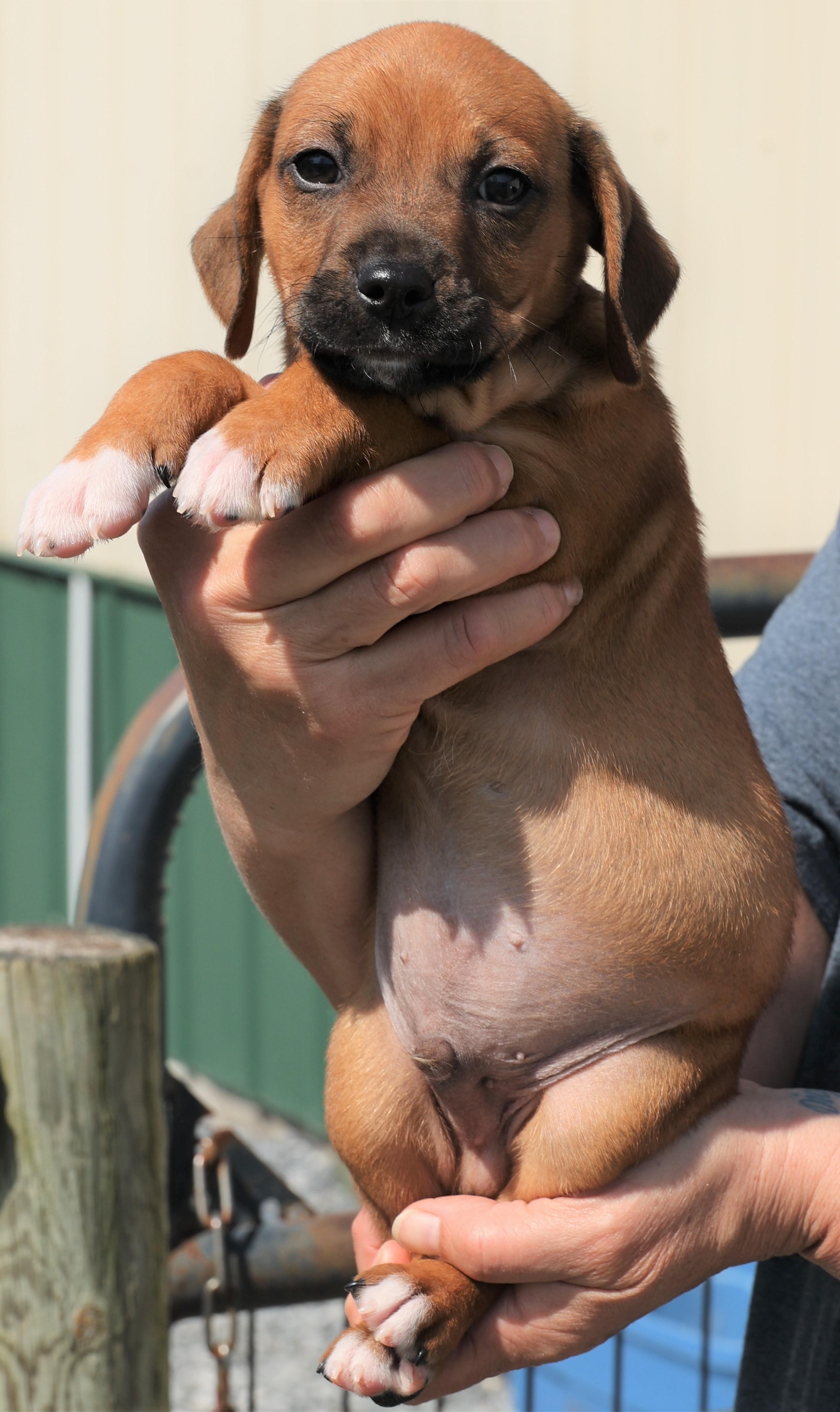 Enlarge Phoenix - Available! www.LHAR.dog to apply!, an adoptable mixed breed in Frederick, MD image 5/6