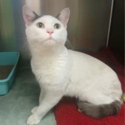 Enlarge CAT 01/15/2026, a Adoptable mixed breed in Bullhead City, AZ image 1/1