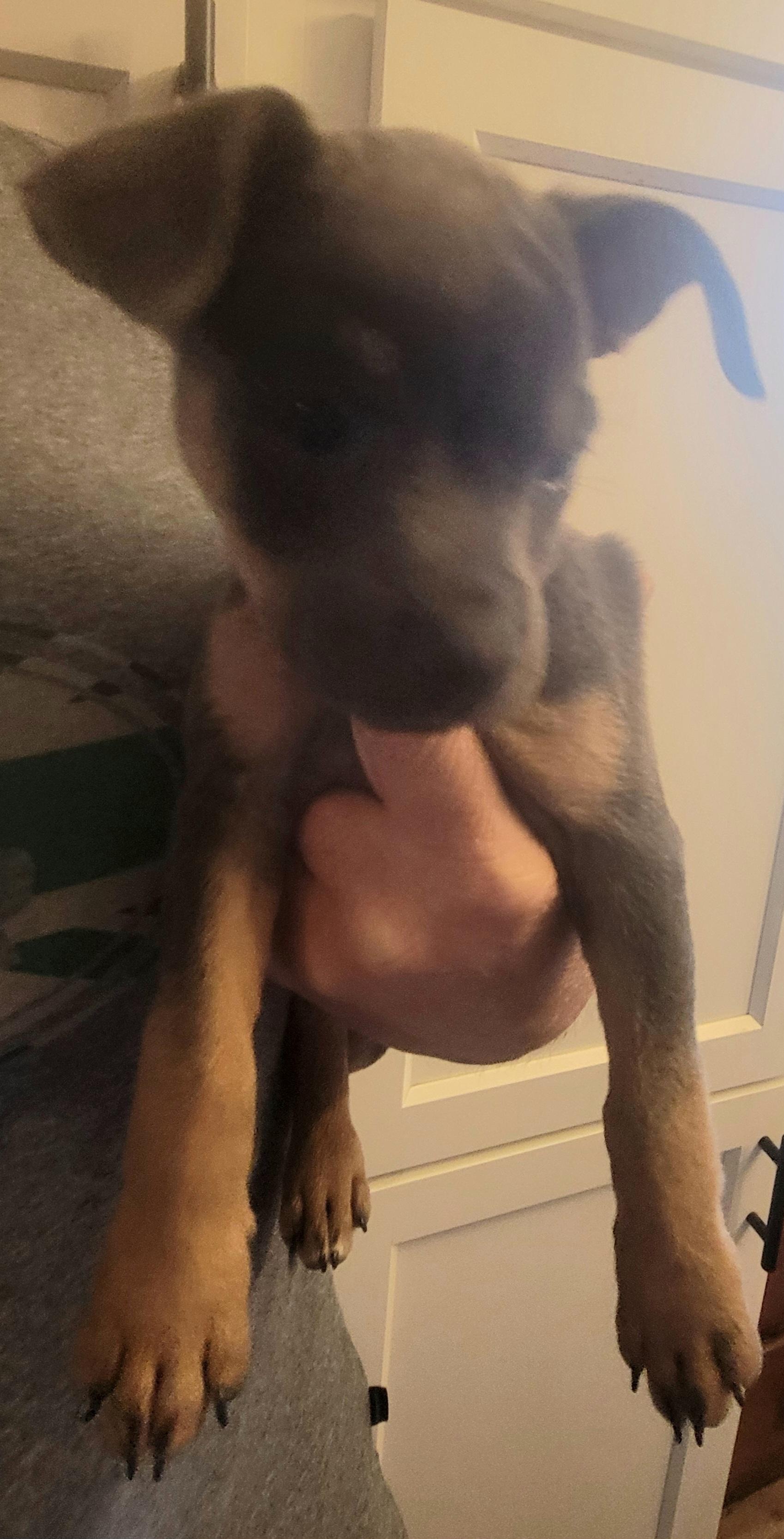 Enlarge Faith, a ADOPTABLE mixed breed in Rocky Mount, NC image 2/2