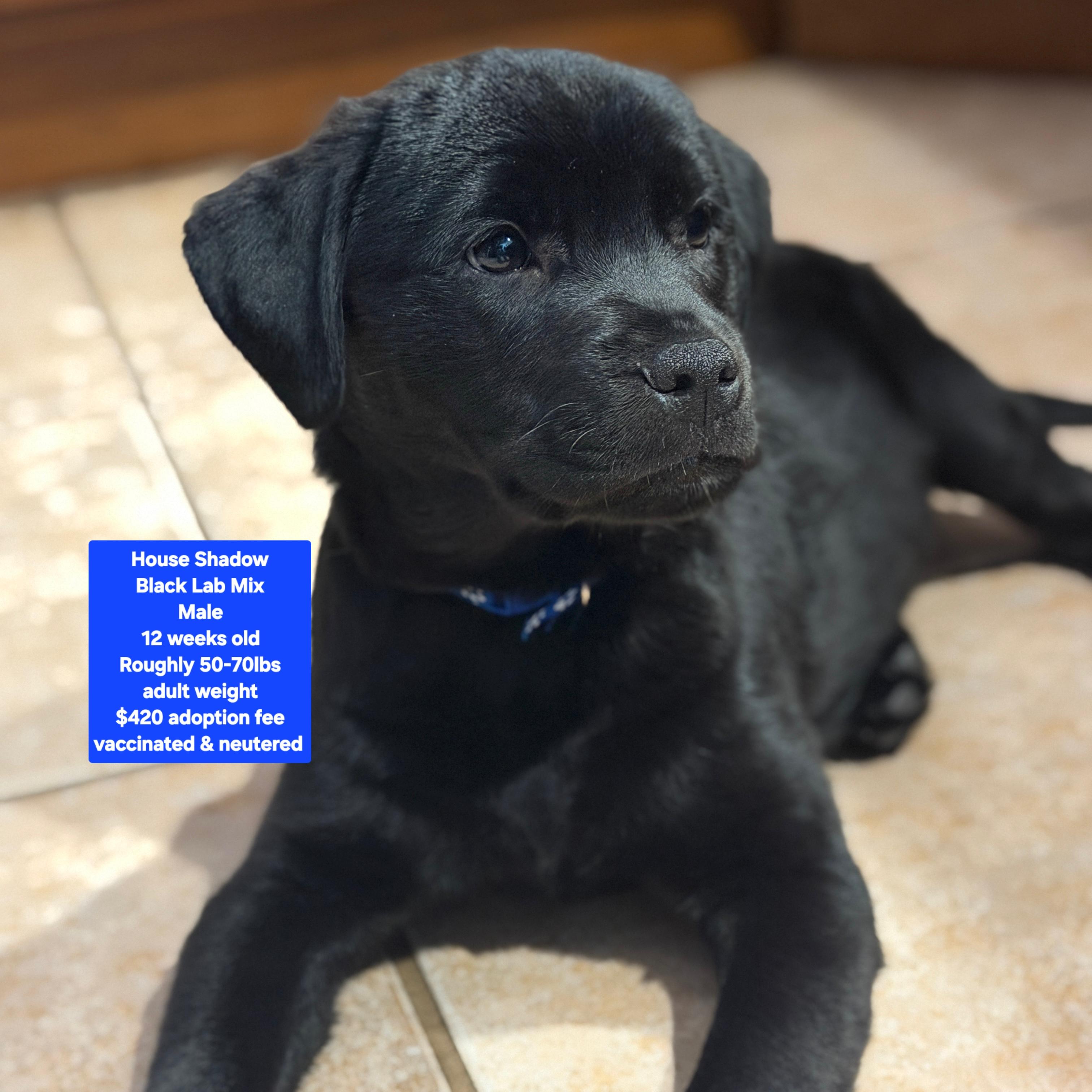 House Shadow, ADOPTABLE, Puppy Male Black Labrador Retriever.