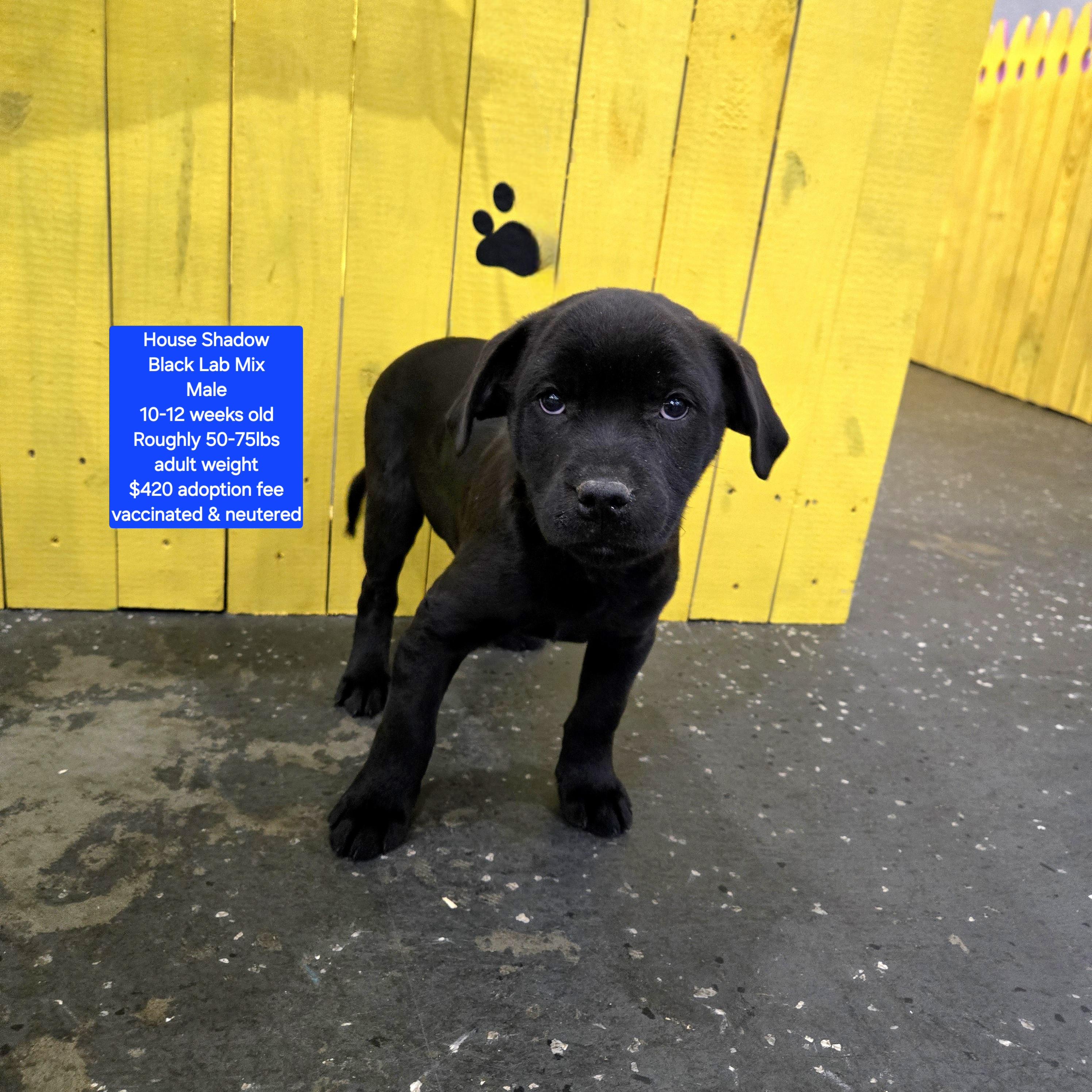 House Shadow, ADOPTABLE, Puppy Male Black Labrador Retriever.