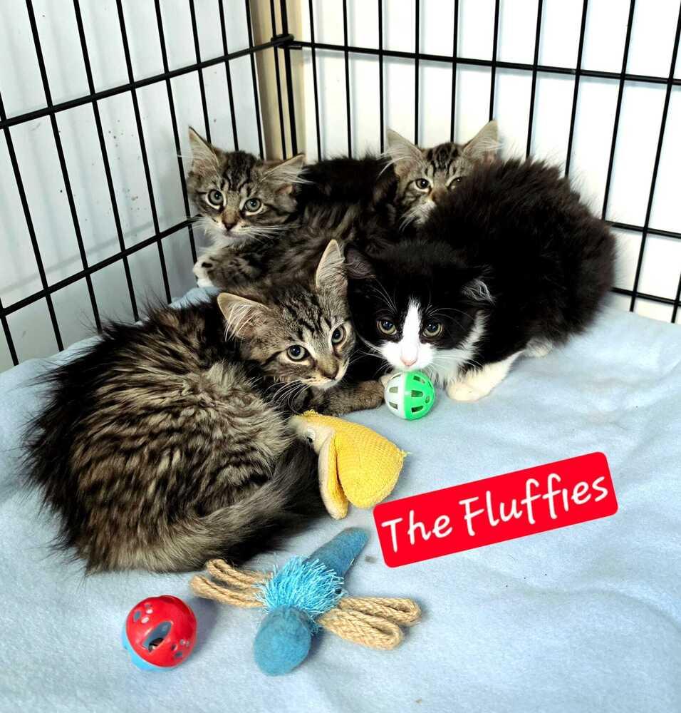 4 Fluffy kittens, Adoptable, Kitten Female Domestic Long Hair.