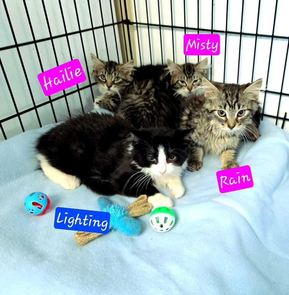 4 Fluffy kittens, a Adoptable mixed breed in Jessup, MD image 2/4