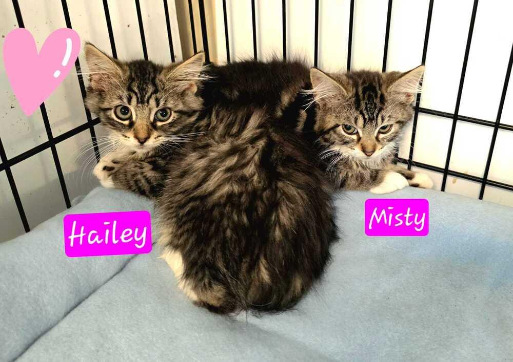 4 Fluffy kittens, a Adoptable mixed breed in Jessup, MD image 3/4