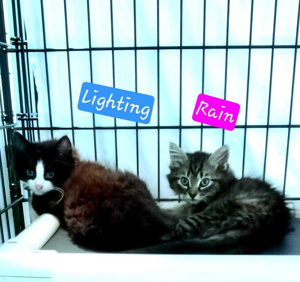 4 Fluffy kittens, a Adoptable mixed breed in Jessup, MD image 4/4