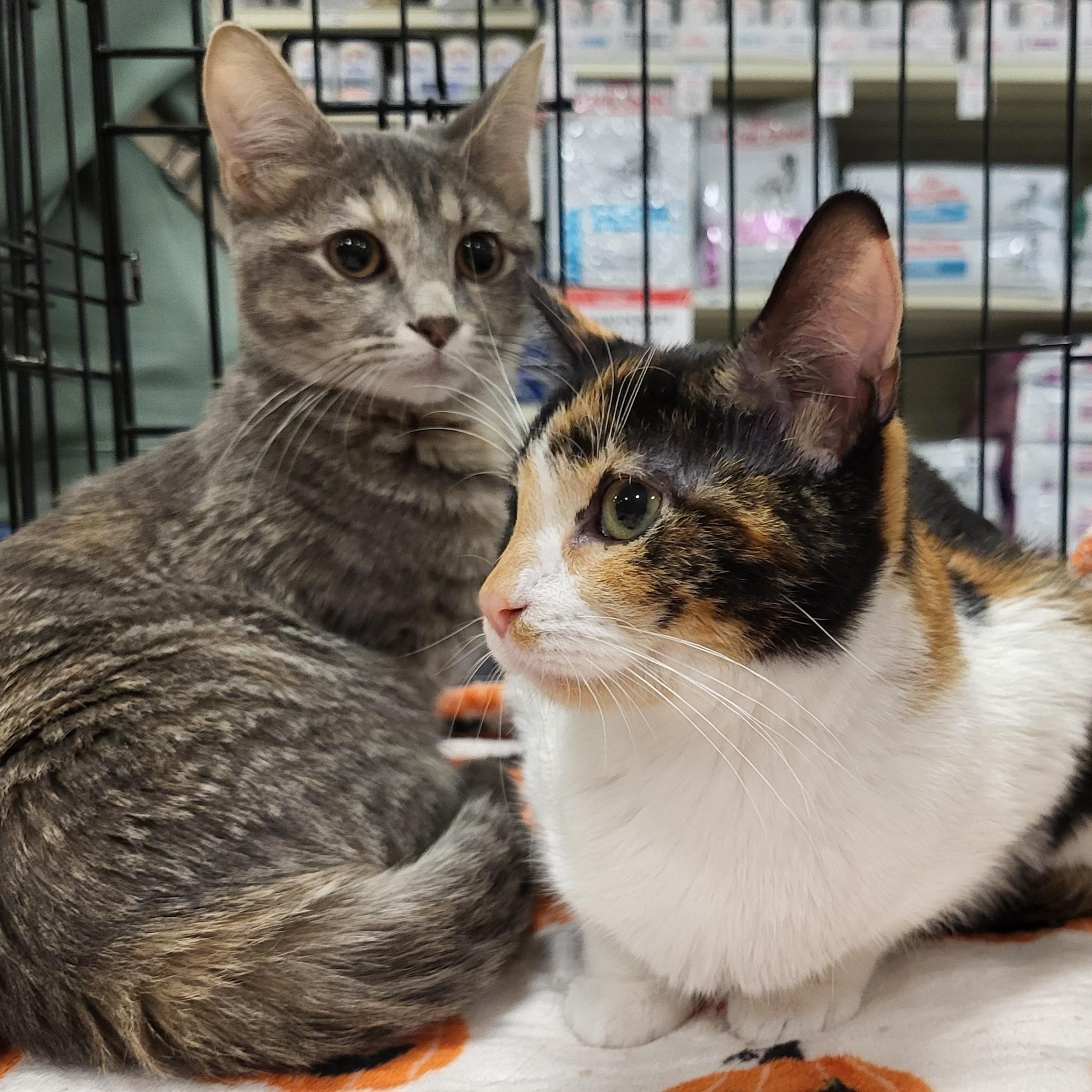 Enlarge Nya and Nala (Bonded Pair), a Adopted Domestic Short Hair in Spring Lake Park, MN image 2/6