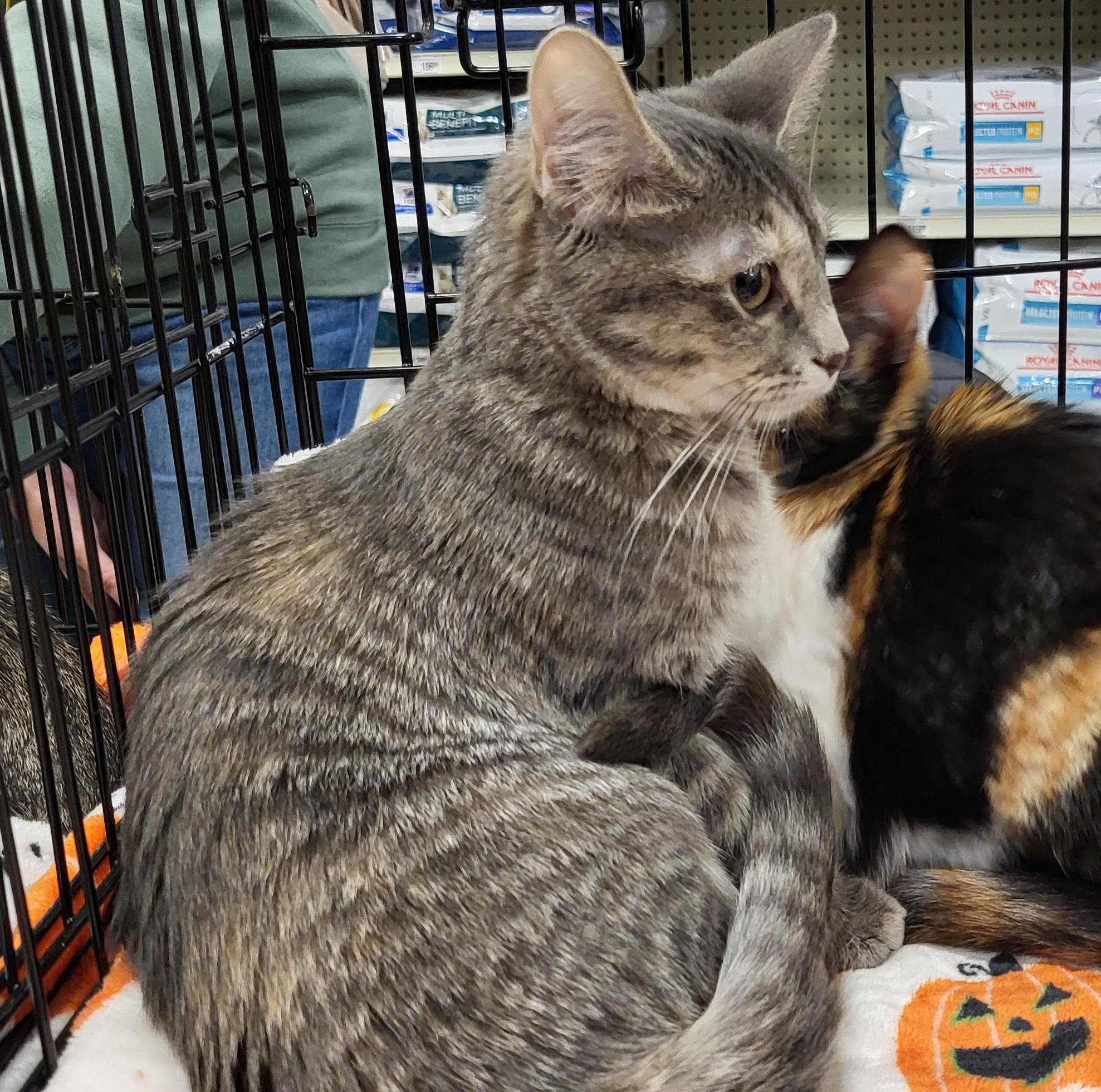 Enlarge Nya and Nala (Bonded Pair), a Adopted Domestic Short Hair in Spring Lake Park, MN image 3/6