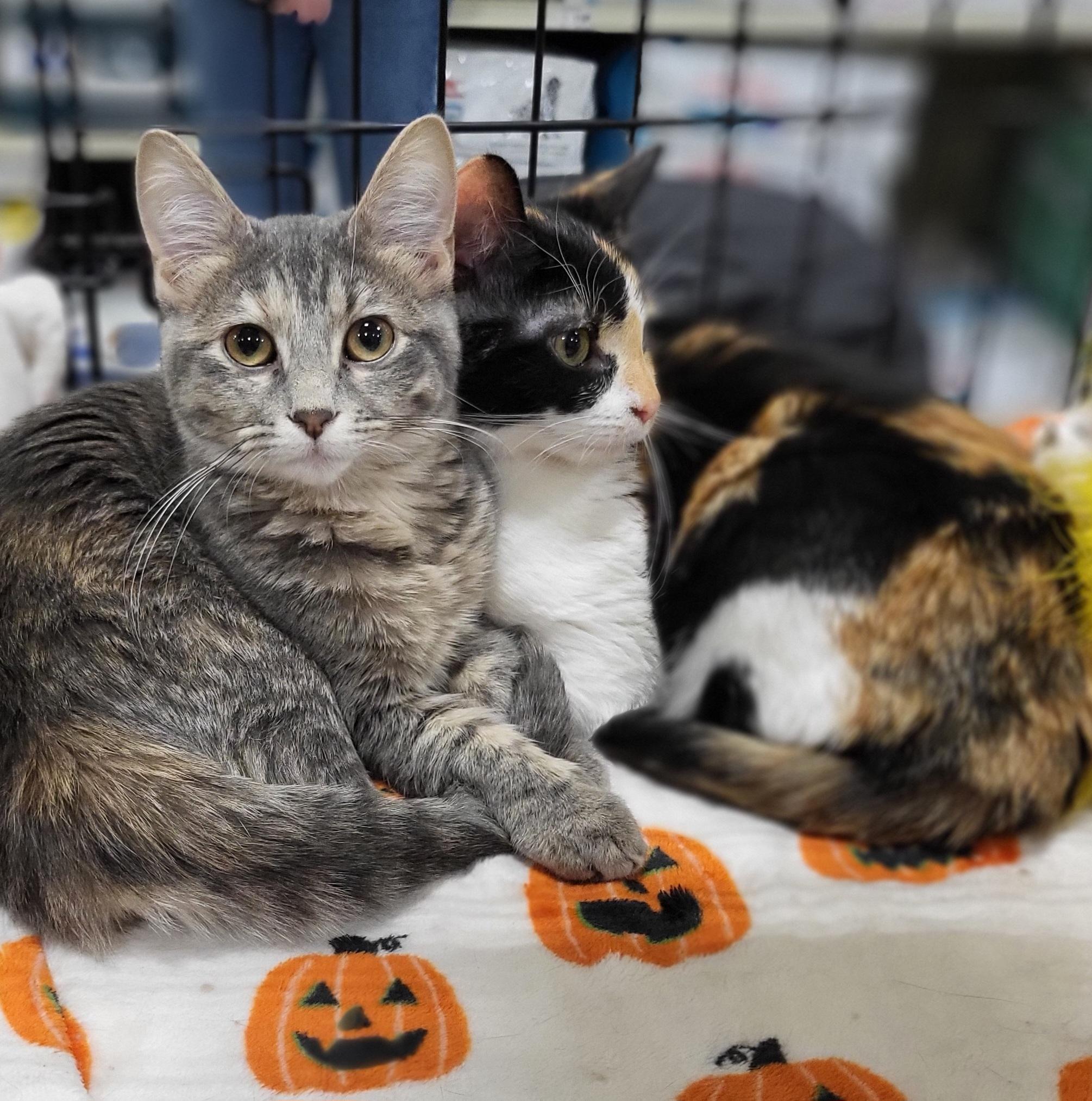 Enlarge Nya and Nala (Bonded Pair), a Adopted Domestic Short Hair in Spring Lake Park, MN image 4/6