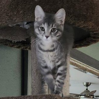 Nya and Nala (Bonded Pair), Adopted, Kitten Female Domestic Short Hair.