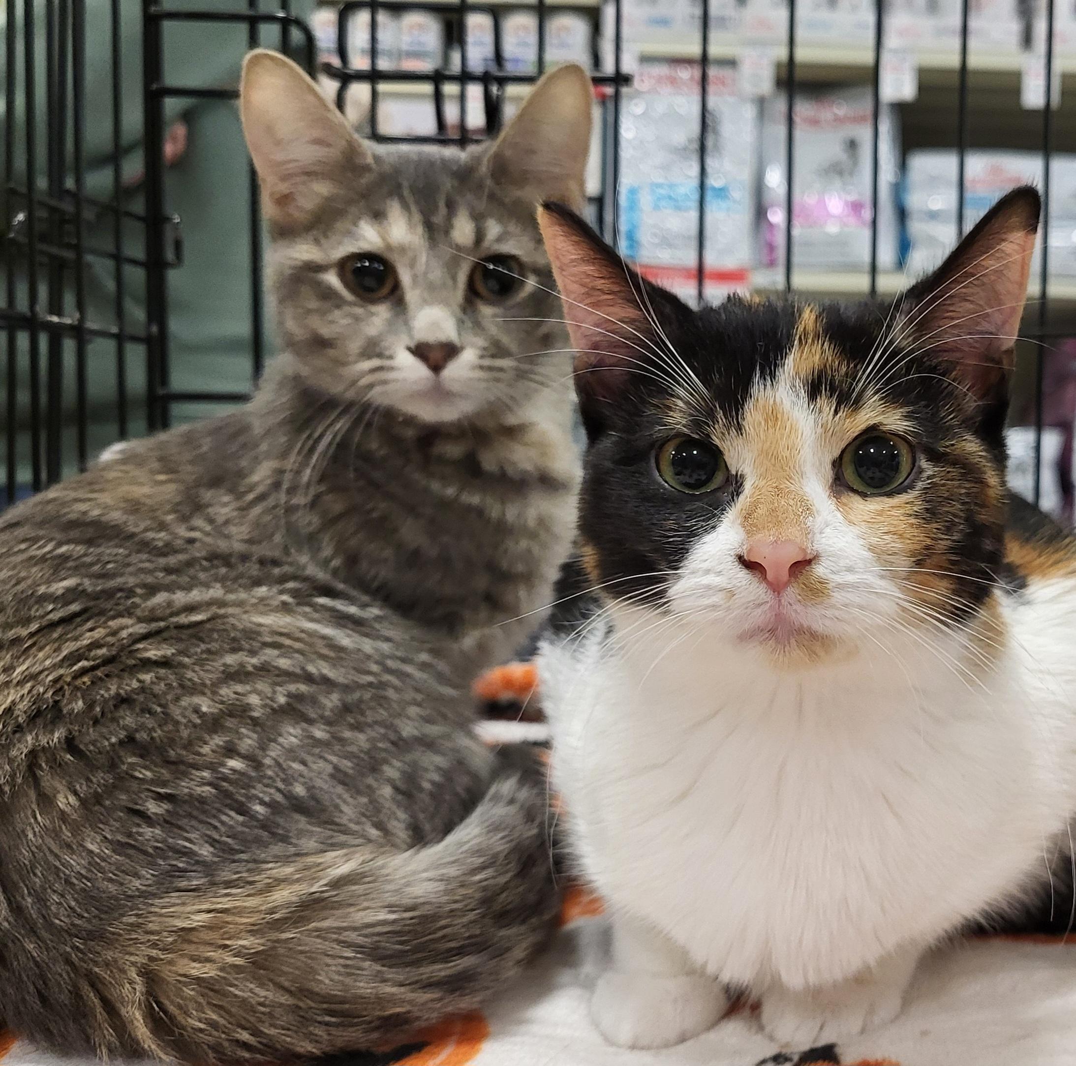 Enlarge Nya and Nala (Bonded Pair), a Adopted Domestic Short Hair in Spring Lake Park, MN image 6/6