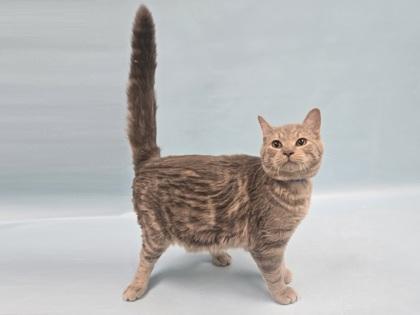 Georgie, Adoptable, Young Male Domestic Short Hair.