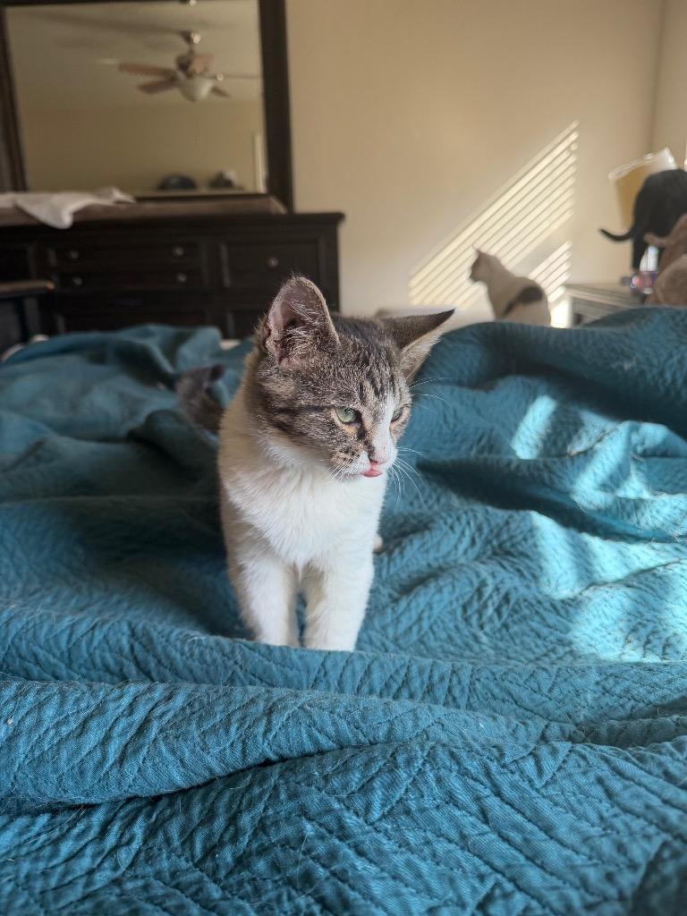 Singleton, Adoptable, Kitten Male Domestic Short Hair.