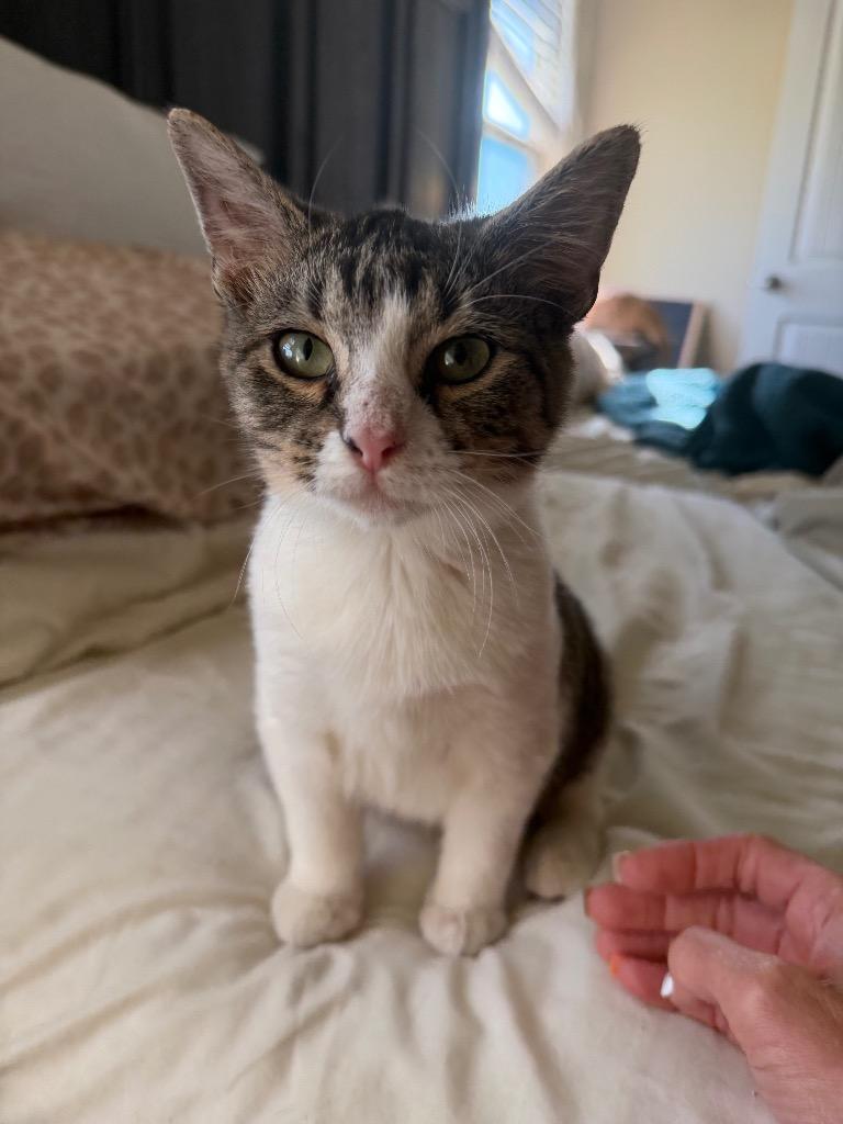 Enlarge Singleton, a Adoptable mixed breed in Mustang, OK image 2/3