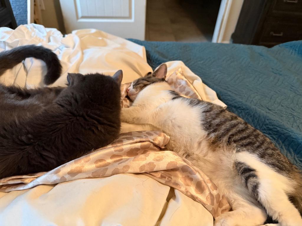 Enlarge Singleton, a Adoptable mixed breed in Mustang, OK image 3/3