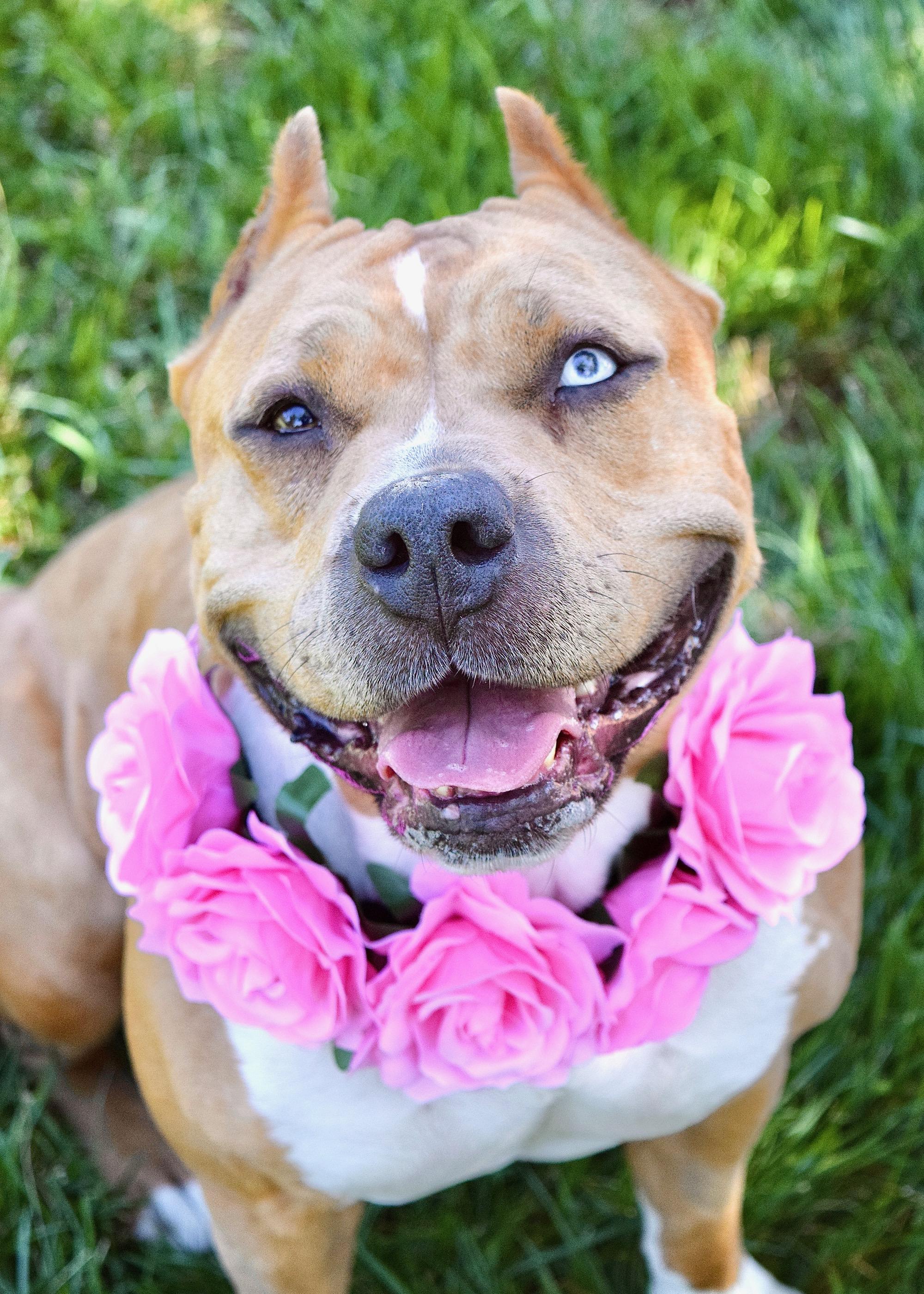 Storm, ADOPTABLE, Adult Female Pit Bull Terrier.