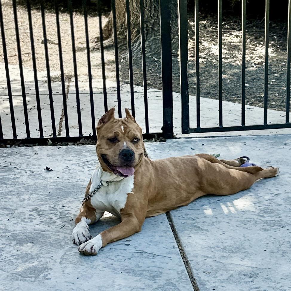Enlarge Storm, a ADOPTABLE Pit Bull Terrier in Dublin, CA image 4/6