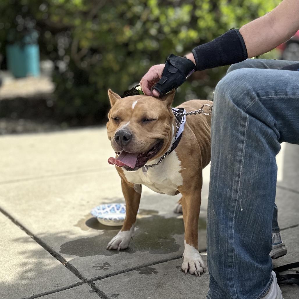 Storm, a ADOPTABLE Pit Bull Terrier in Dublin, CA image 5/6