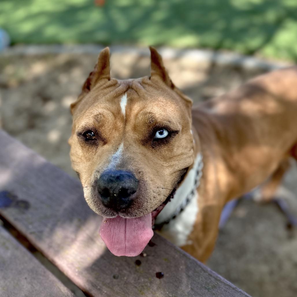 Enlarge Storm, a ADOPTABLE Pit Bull Terrier in Dublin, CA image 3/6