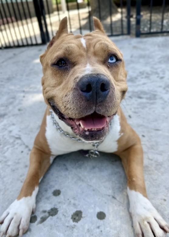 Enlarge Storm, a ADOPTABLE Pit Bull Terrier in Dublin, CA image 5/6