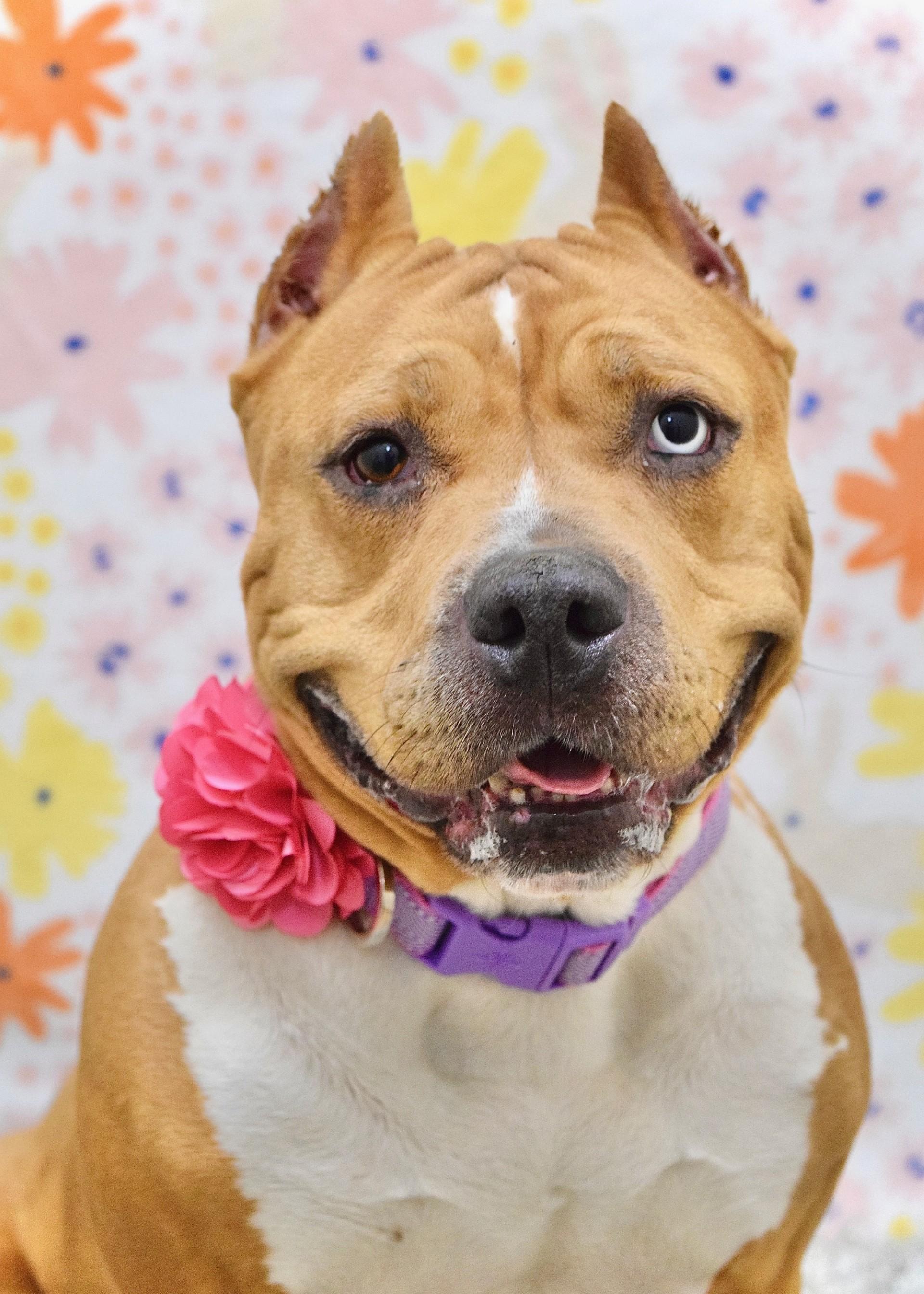 Enlarge Storm, a ADOPTABLE Pit Bull Terrier in Dublin, CA image 1/6