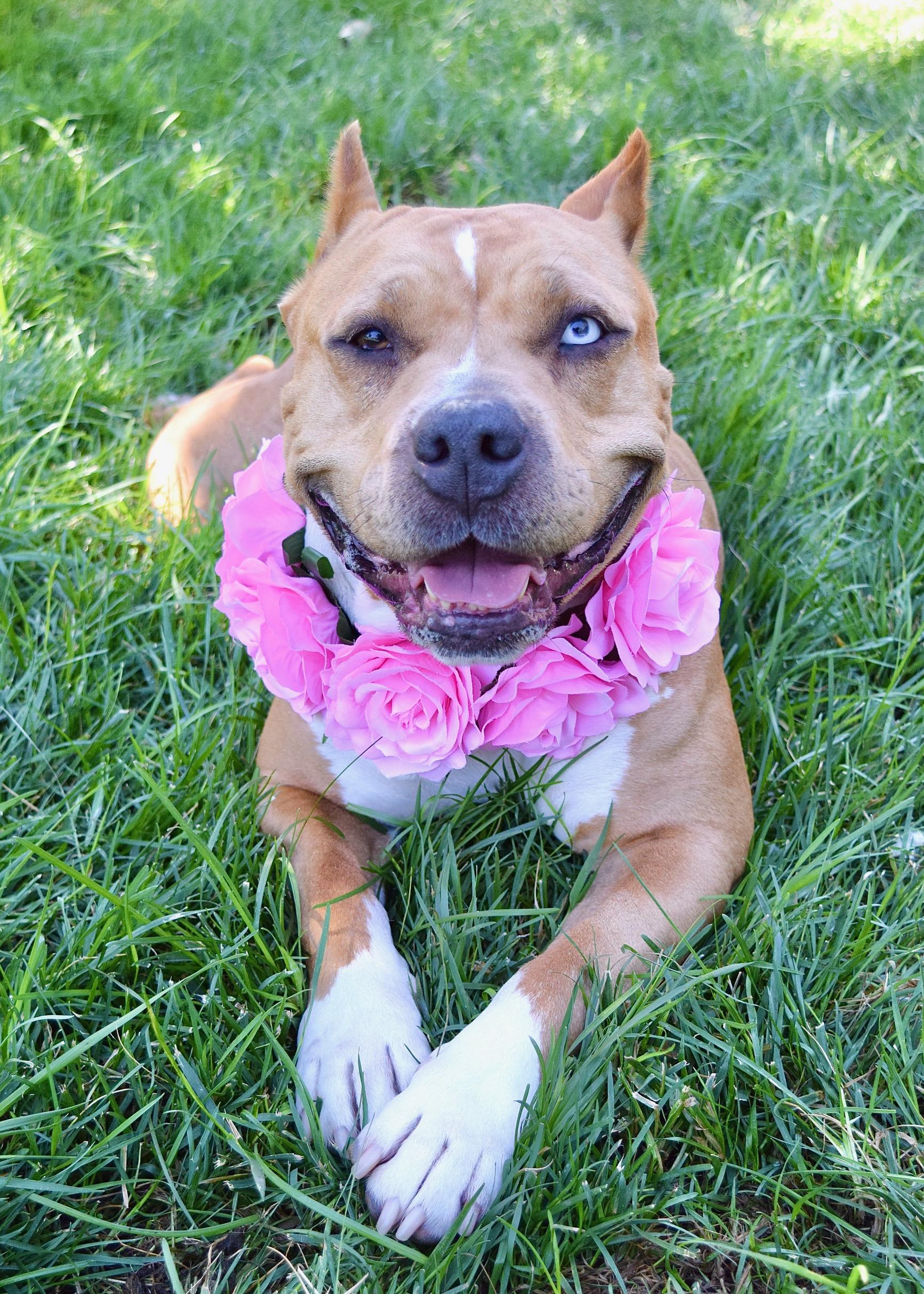 Storm, a ADOPTABLE Pit Bull Terrier in Dublin, CA image 2/6