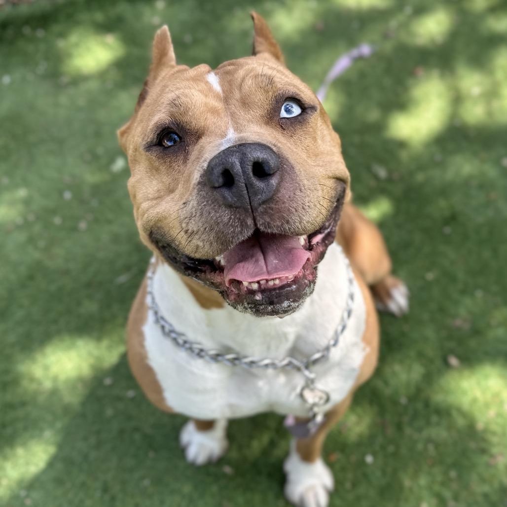 Enlarge Storm, a ADOPTABLE Pit Bull Terrier in Dublin, CA image 2/6