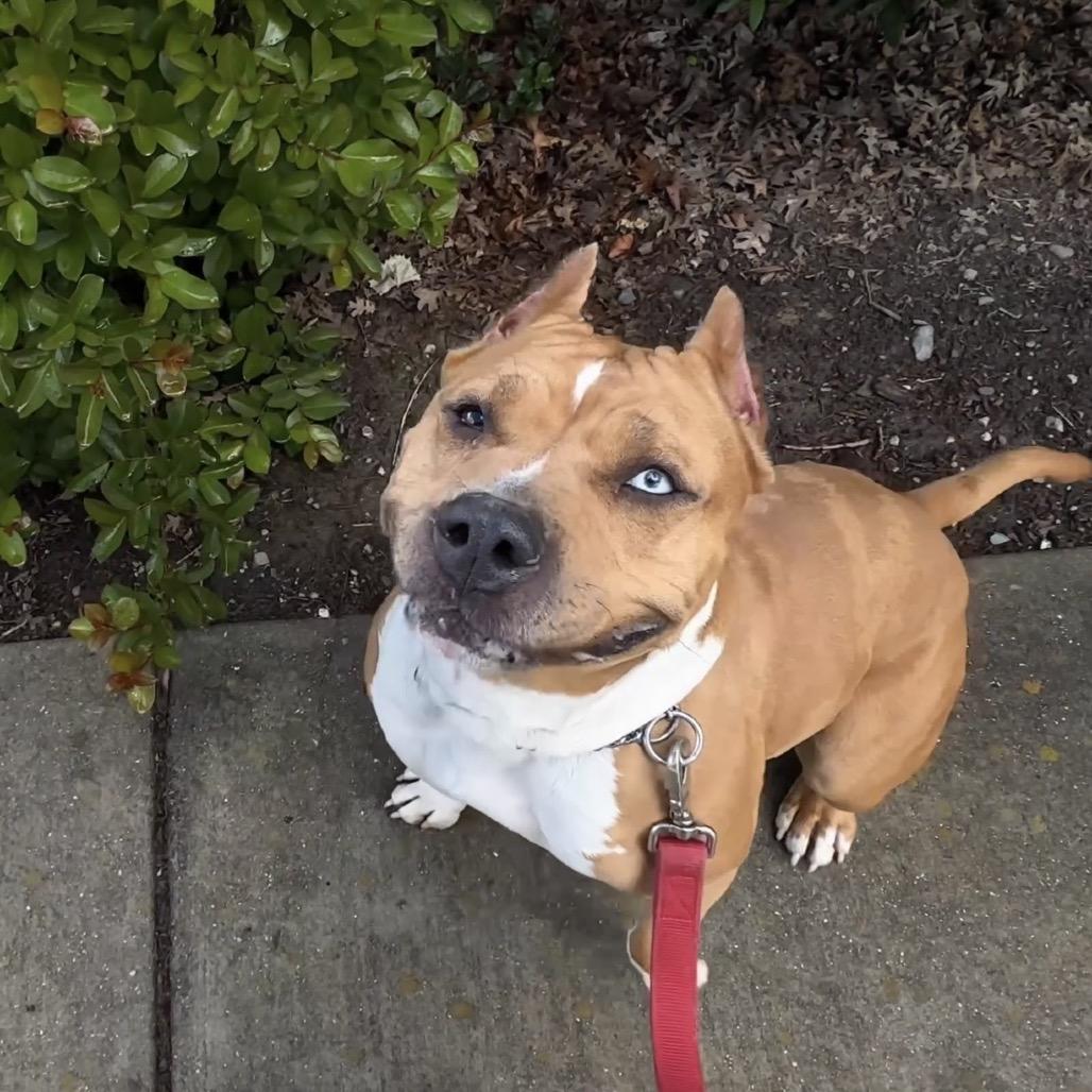 Storm, a ADOPTABLE Pit Bull Terrier in Dublin, CA image 4/6