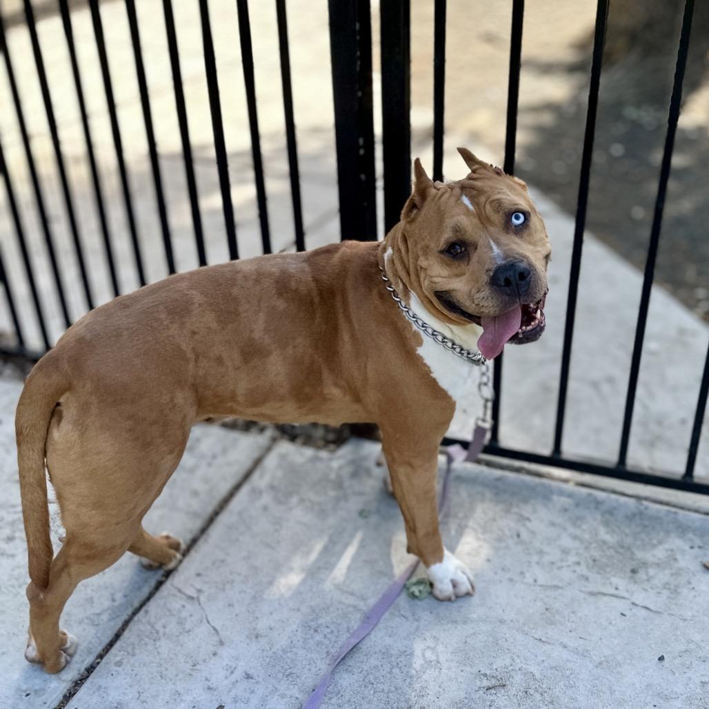 Enlarge Storm, a ADOPTABLE Pit Bull Terrier in Dublin, CA image 6/6