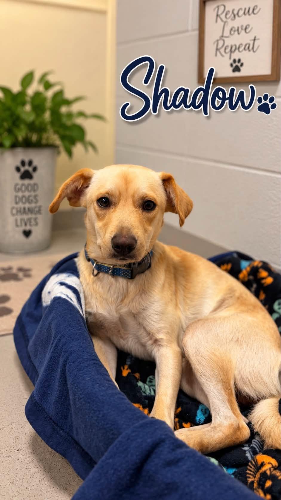 Enlarge Shadow, a Adoptable mixed breed in Rock Hill, NY image 1/2