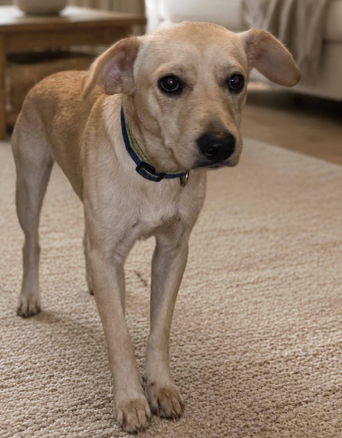 Enlarge Shadow, a Adoptable mixed breed in Rock Hill, NY image 2/2