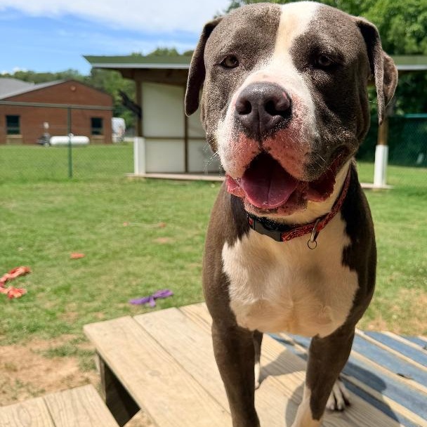Mercury, a Adoptable mixed breed in Saluda, VA image 4/5