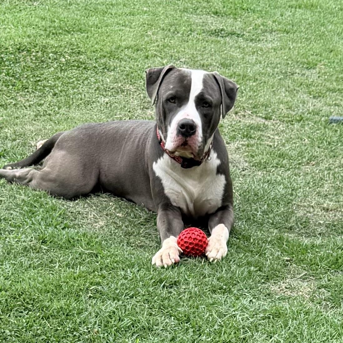Mercury, a Adoptable mixed breed in Saluda, VA image 2/5
