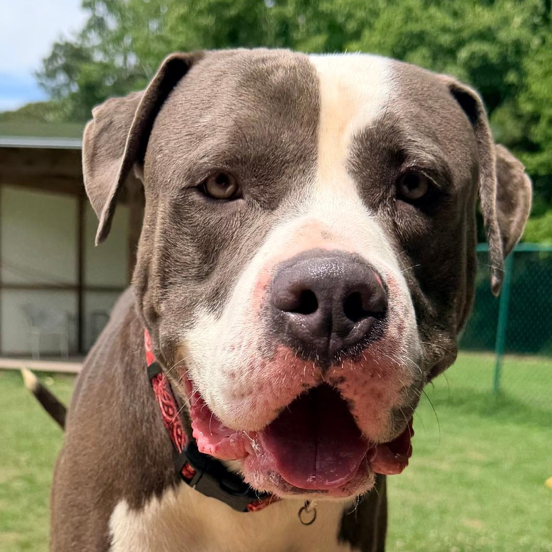 Mercury, a Adoptable mixed breed in Saluda, VA image 5/5