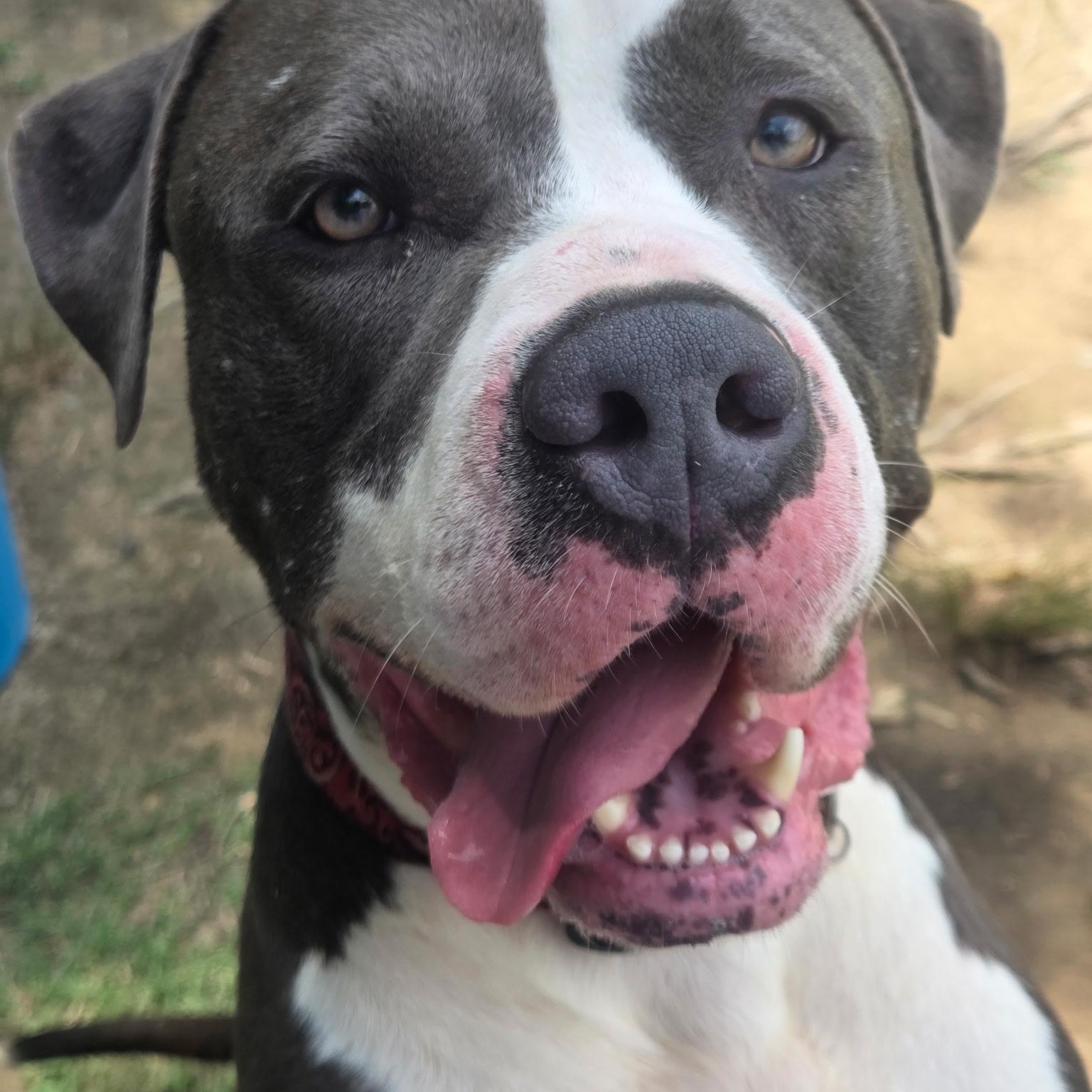 Mercury, Adoptable, Adult Male American Staffordshire Terrier & Pit Bull Terrier.