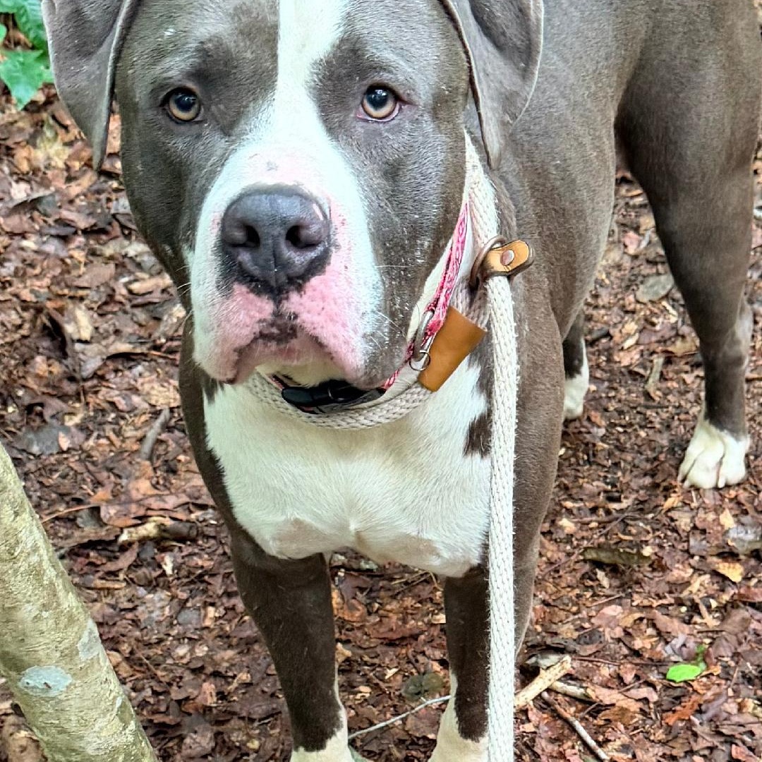 Mercury, a Adoptable mixed breed in Saluda, VA image 3/5