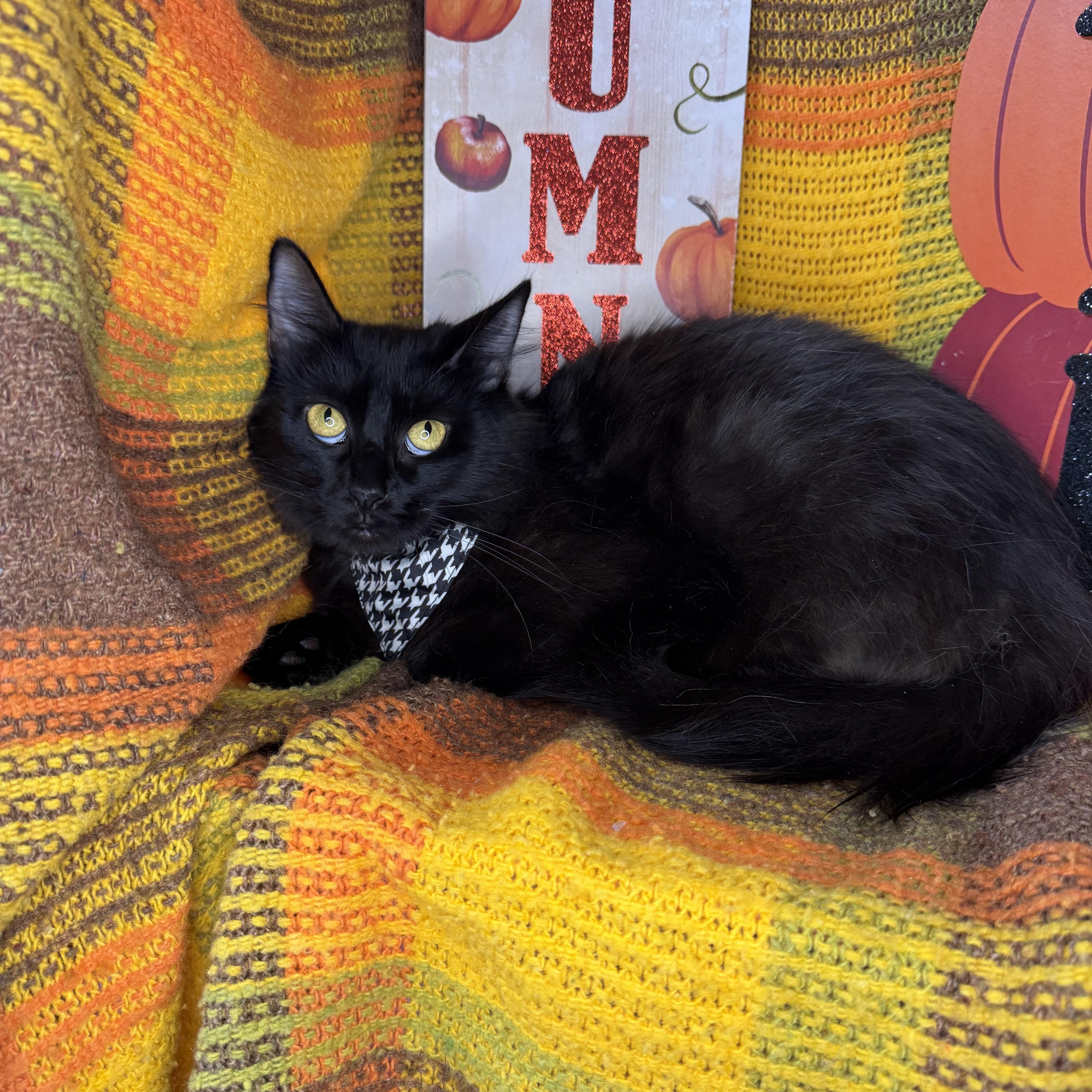 Enlarge Dumpling, a Adoptable mixed breed in Mount Vernon, IL image 1/6