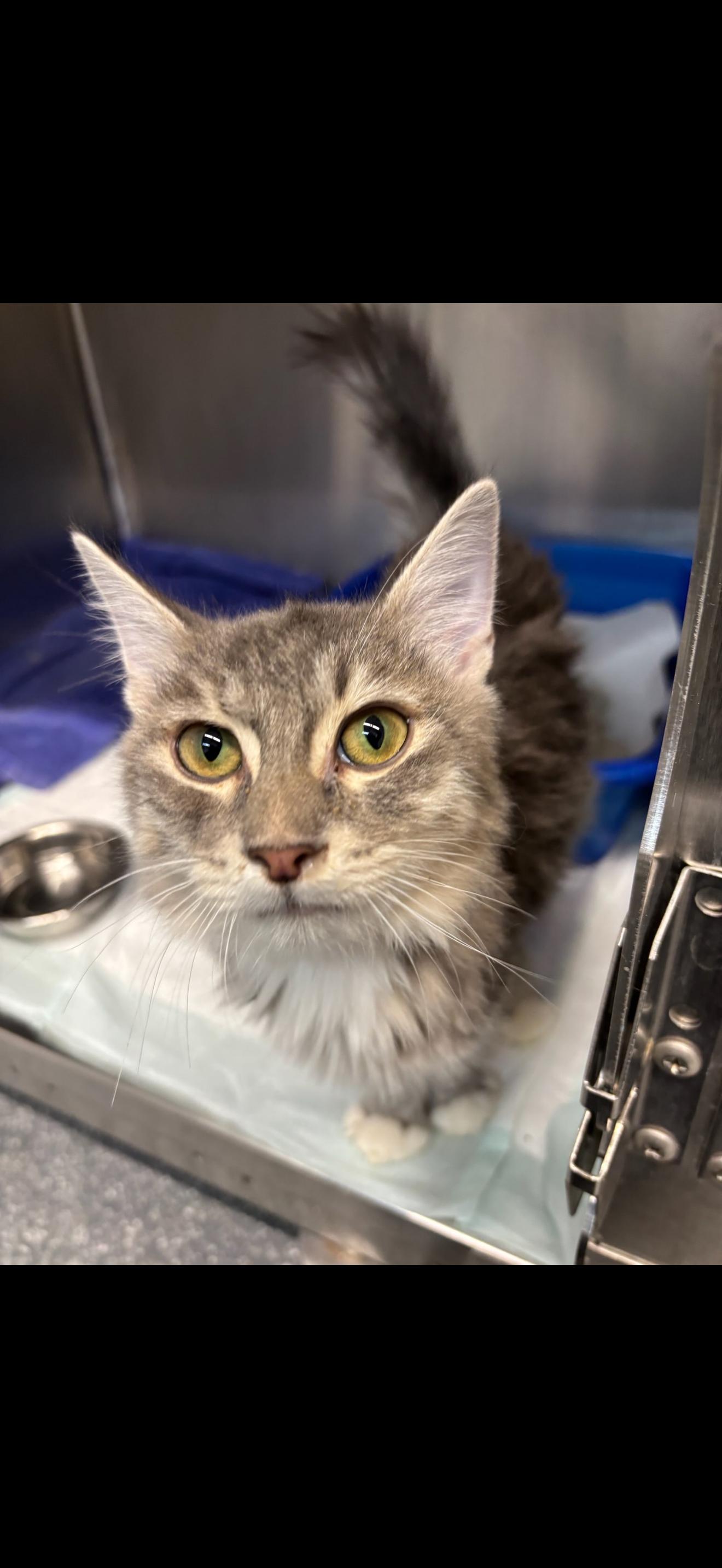 Wishmaker, Adoptable, Kitten Male Tabby.