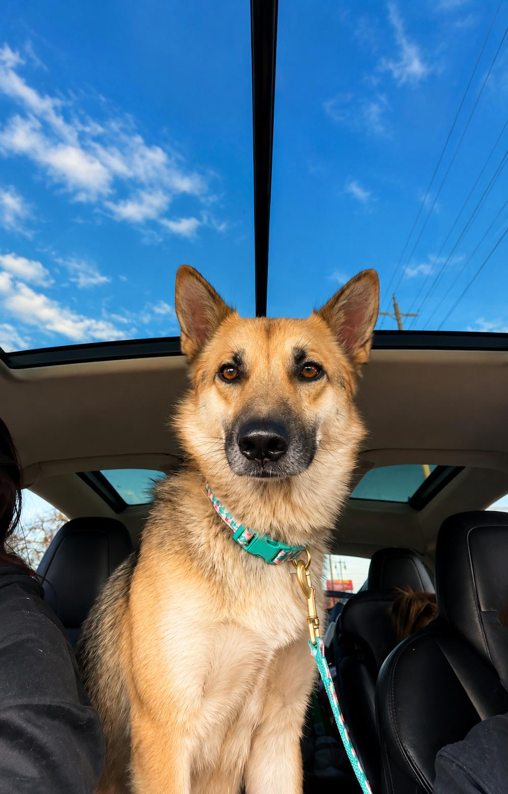 Mallory, a ADOPTABLE German Shepherd Dog in Lodi, CA image 2/5