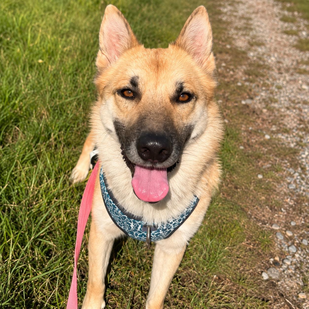 Mallory, a ADOPTABLE German Shepherd Dog in Lodi, CA image 3/5
