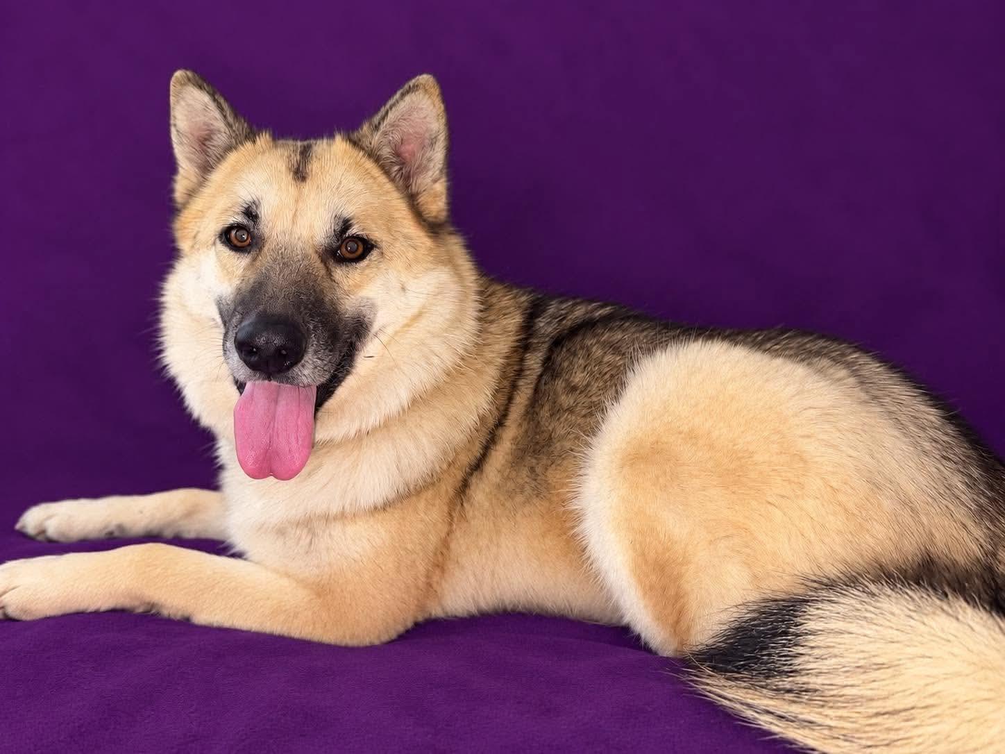 Mallory, Adoptable, Young Female German Shepherd Dog.