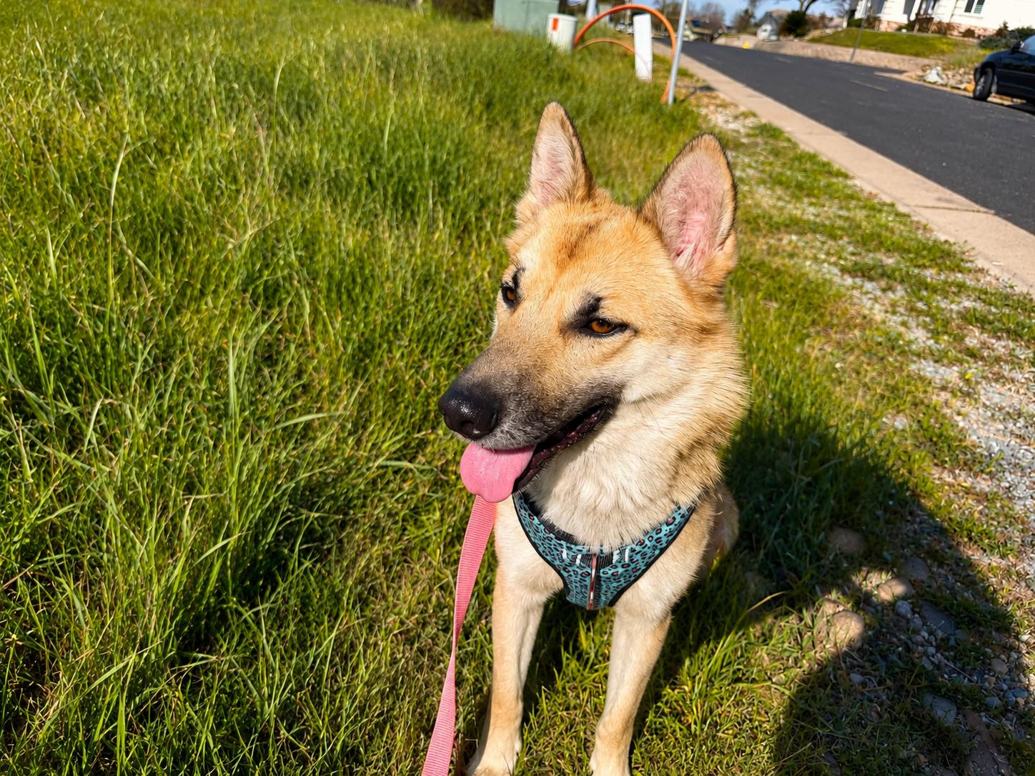 Mallory, a ADOPTABLE German Shepherd Dog in Lodi, CA image 4/5