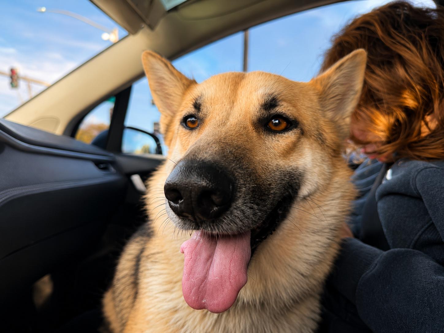 Mallory, a ADOPTABLE German Shepherd Dog in Lodi, CA image 5/5