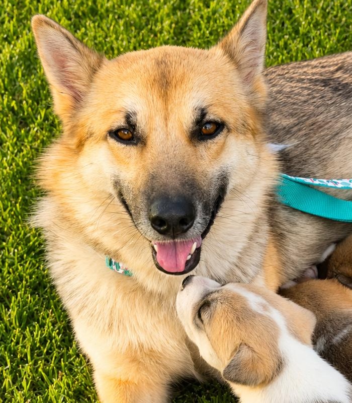 Mallory, ADOPTABLE, Young Female German Shepherd Dog.