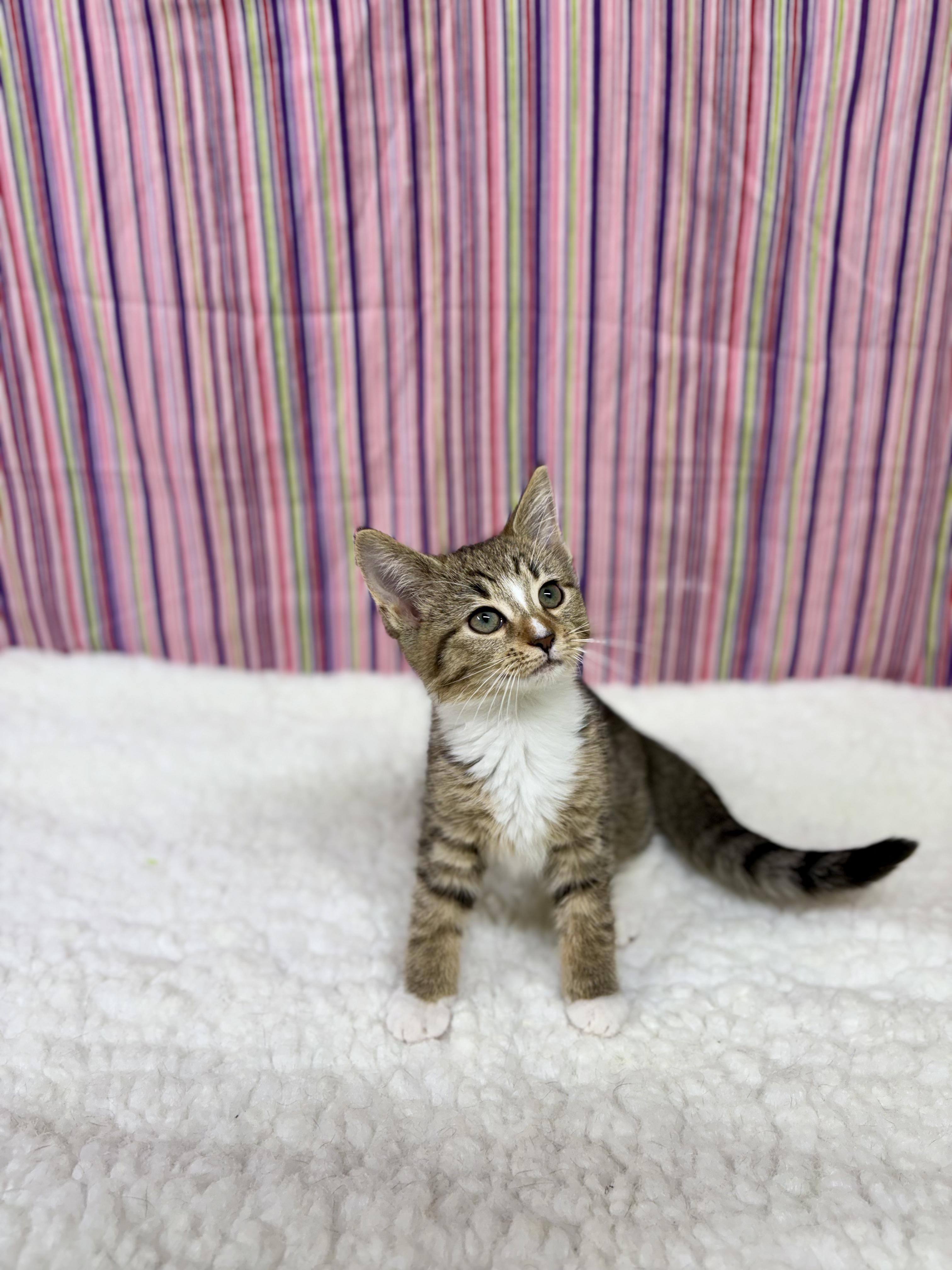 Enlarge Amity, an adopted mixed breed in Upper Sandusky, OH image 3/3