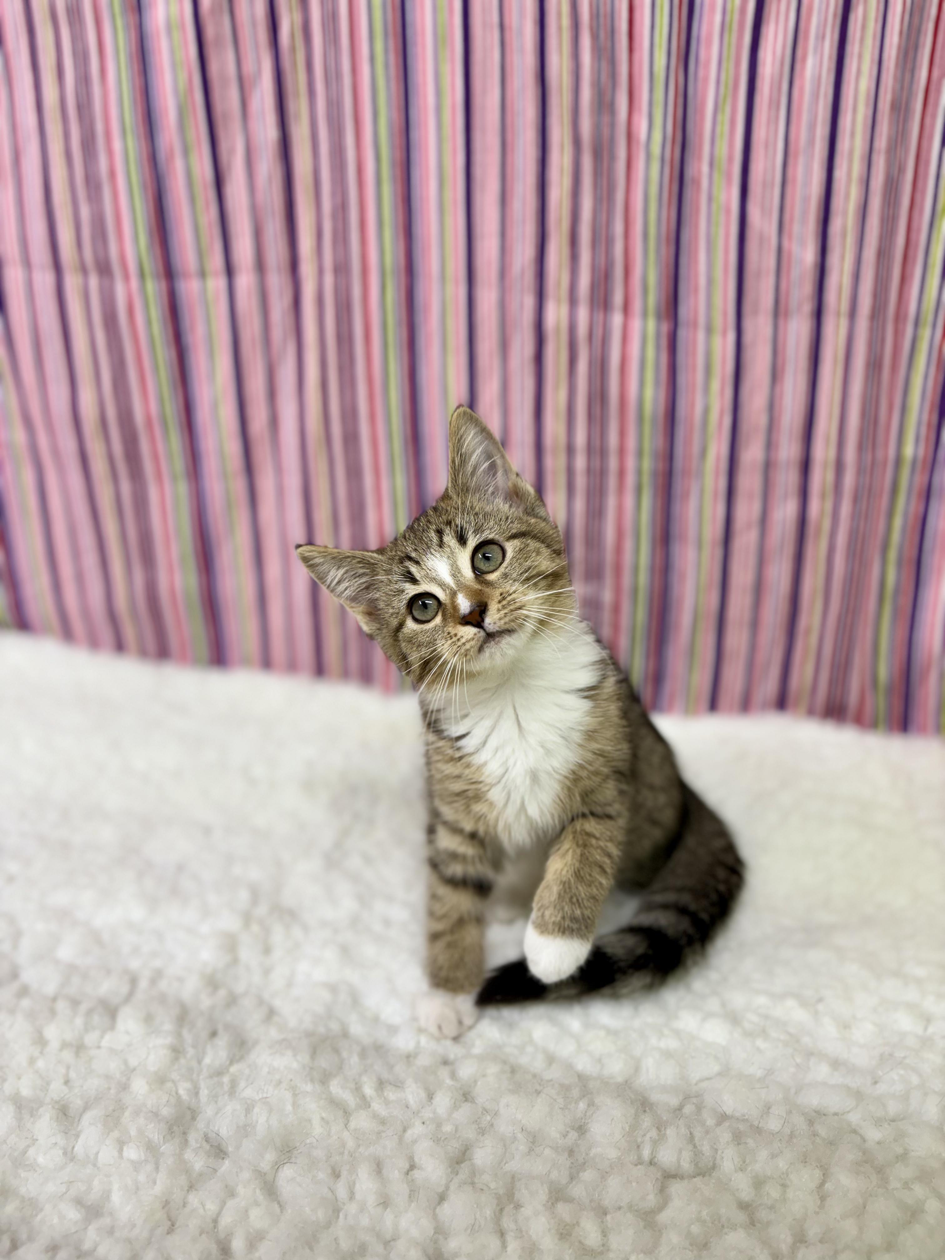 Enlarge Amity, an adopted mixed breed in Upper Sandusky, OH image 1/3