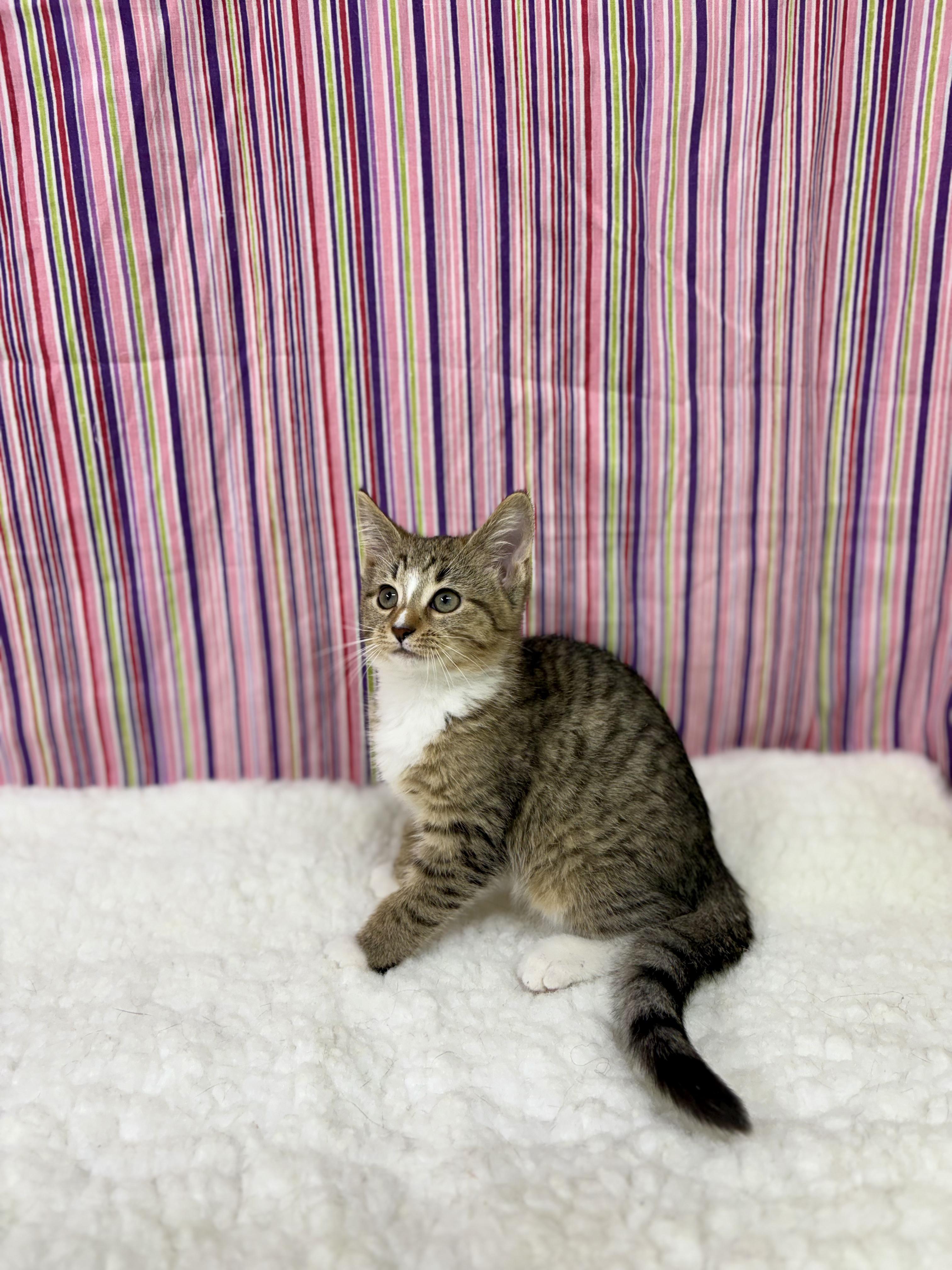 Enlarge Amity, an adopted mixed breed in Upper Sandusky, OH image 2/3