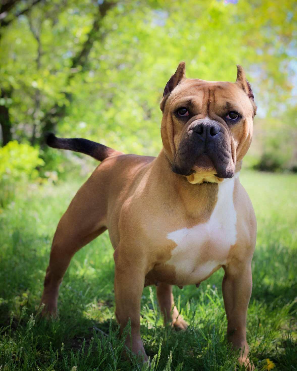 Enlarge Giselle, a Adoptable mixed breed in Bridgeport, CT image 1/1