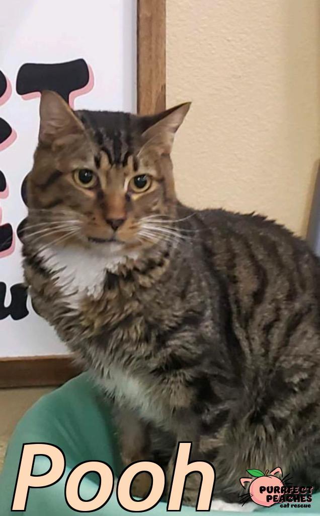 Pooh, Adoptable, Young Male Domestic Short Hair.